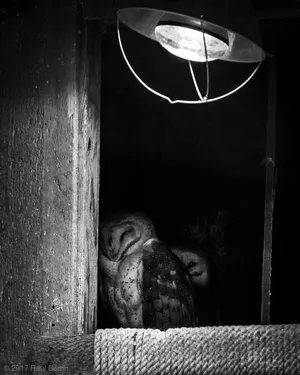 A photograph titled Barn Owl