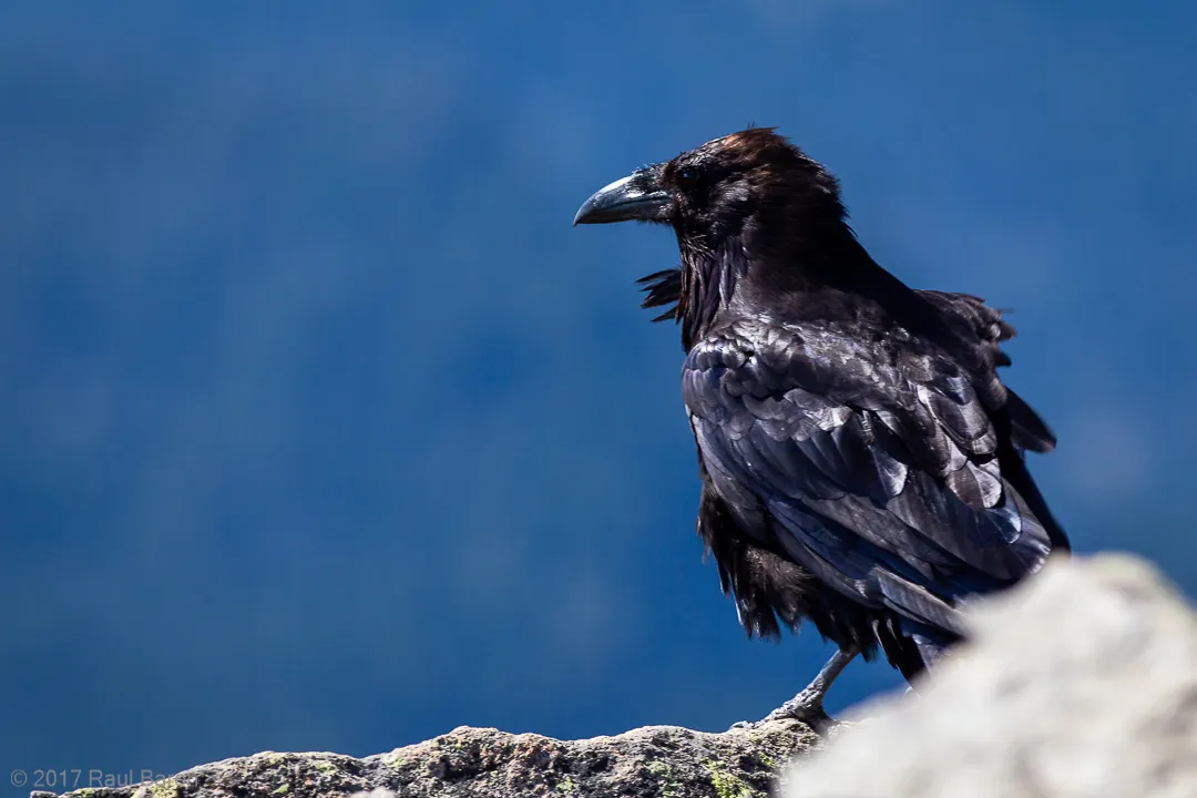 A photograph titled Fremont Raven