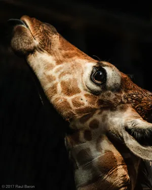 A photograph titled Lulu