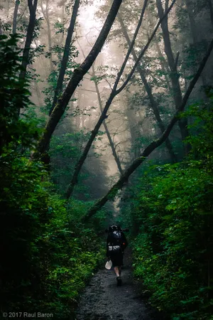 A photograph titled Forest Walk