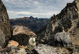 A photograph titled Mountain Goat