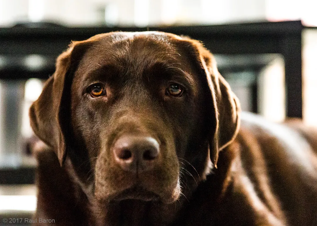 A photograph titled Moti