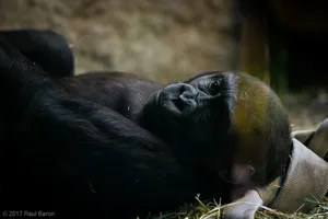 A photograph titled Baby Gorilla