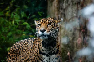 A photograph titled Nayla