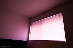 A photograph titled Morning Rose