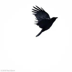 A photograph titled Crow