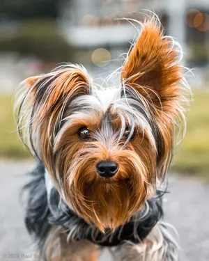 A photograph titled Yorkie