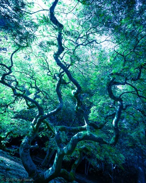 A photograph titled Threshold