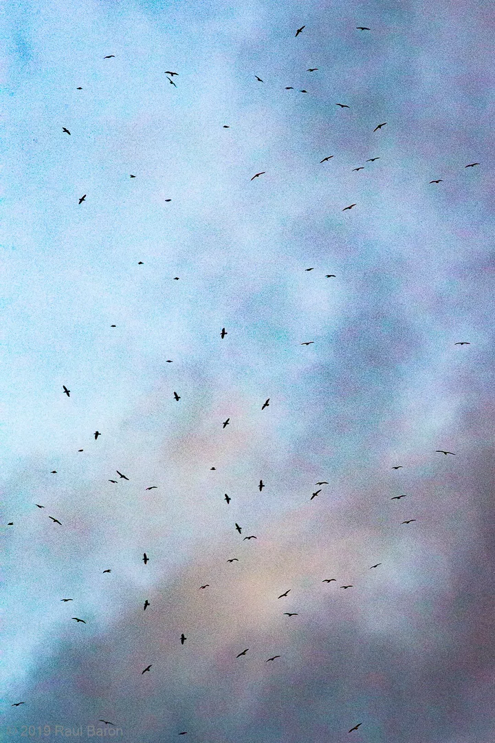 A photograph titled Denizens Above