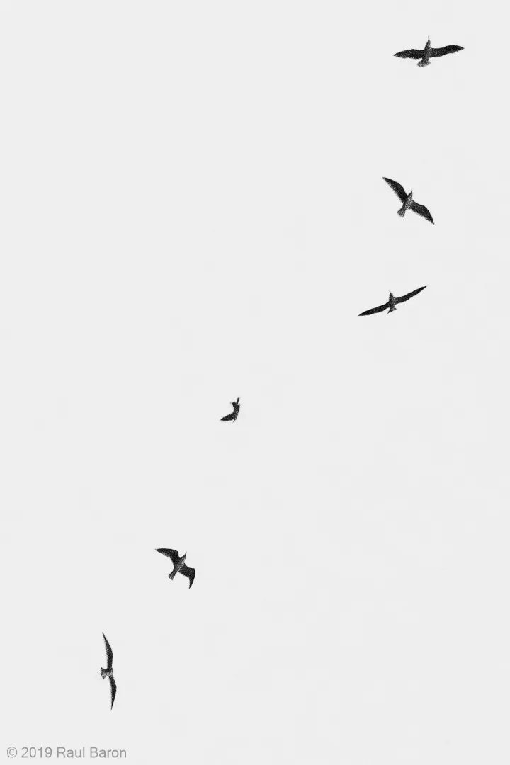 A photograph titled Animation