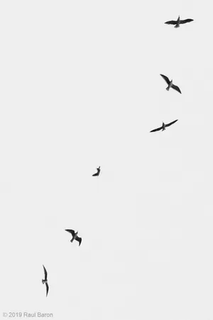 A photograph titled Animation