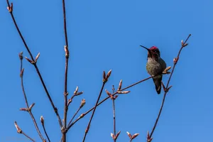 A photograph titled Hummingbird