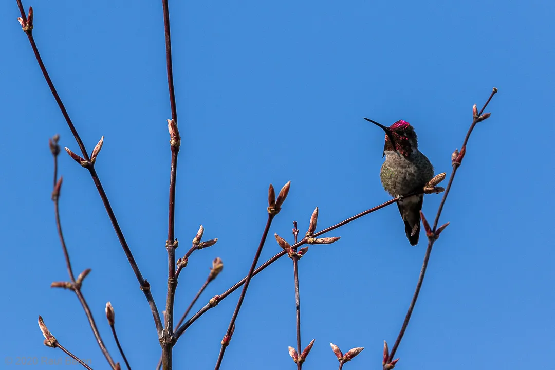 A photograph titled Hummingbird
