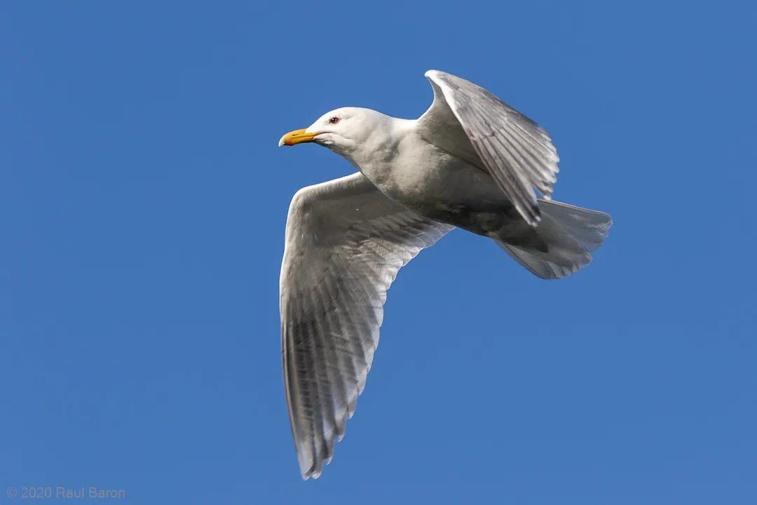 A photograph titled Seagull