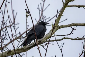 A photograph titled Crow