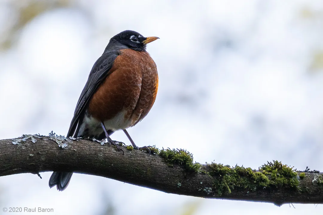 A photograph titled Robin