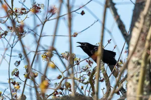A photograph titled Tree Crow