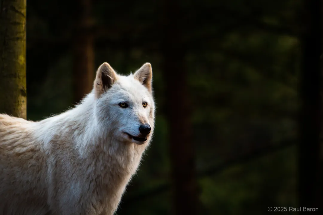 A photograph titled Far Sight