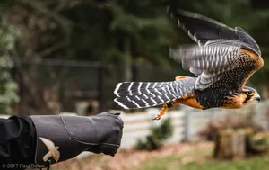 A photograph titled Launch