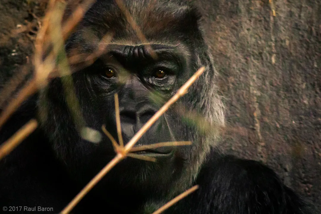 A photograph titled Gorilla