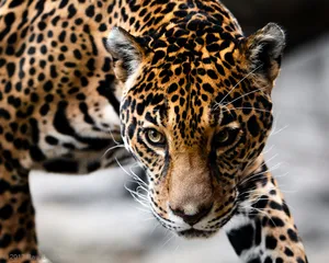 A photograph titled Look