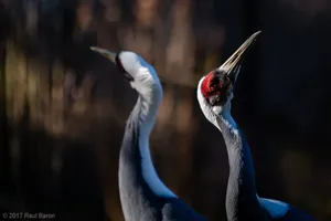 A photograph titled Neck Dance
