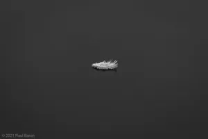 A photograph titled Feather