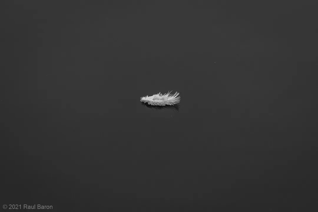 A photograph titled Feather