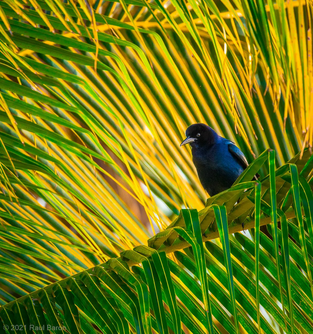 A photograph titled Grackle