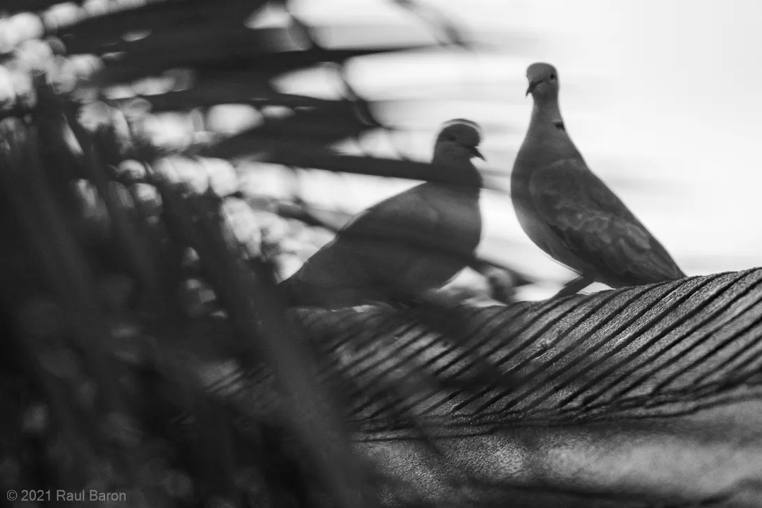 A photograph titled Doves