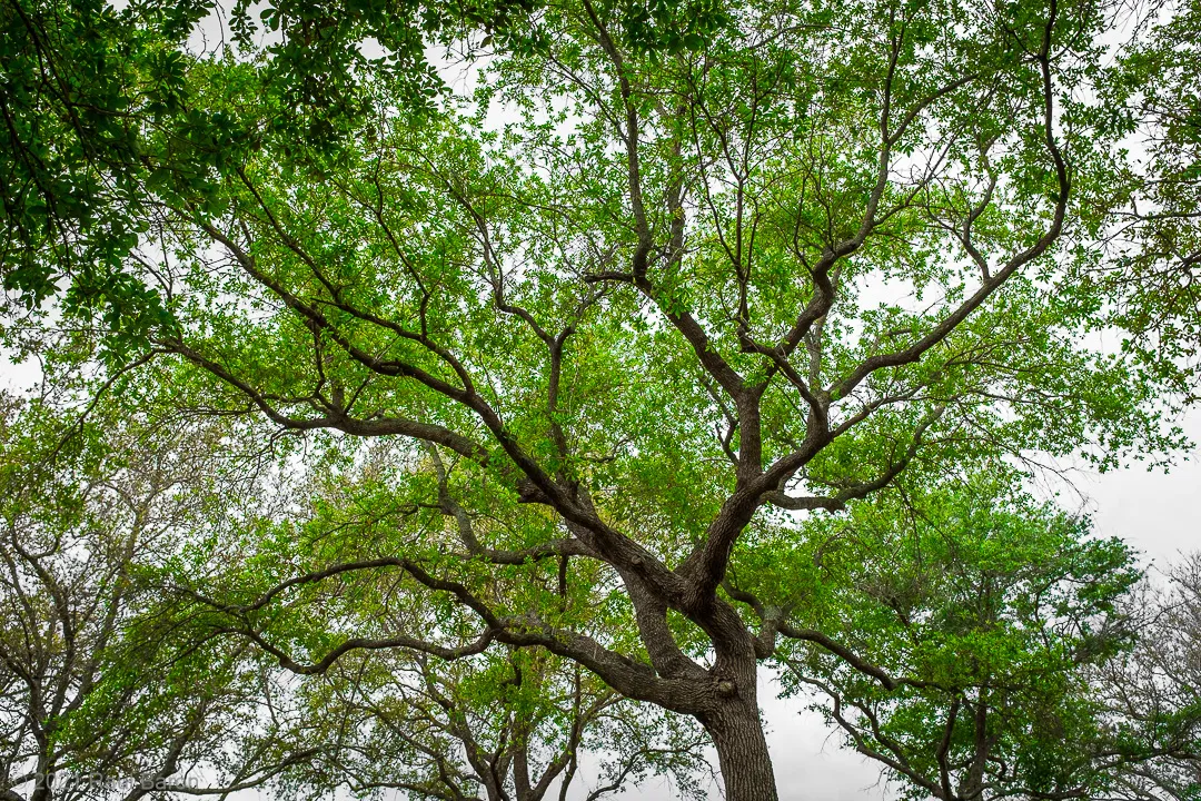 A photograph titled Crown