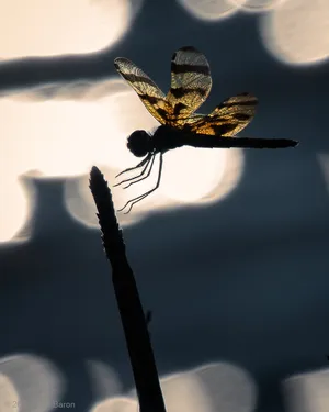 A photograph titled Dragonfly