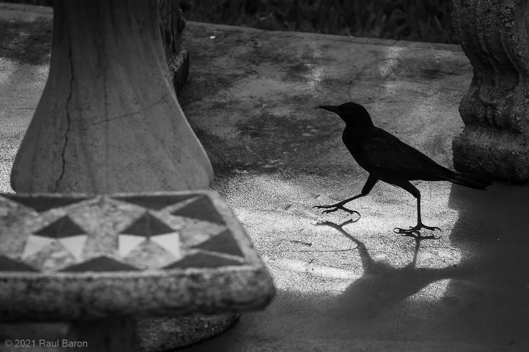 A photograph titled Grackle Walk