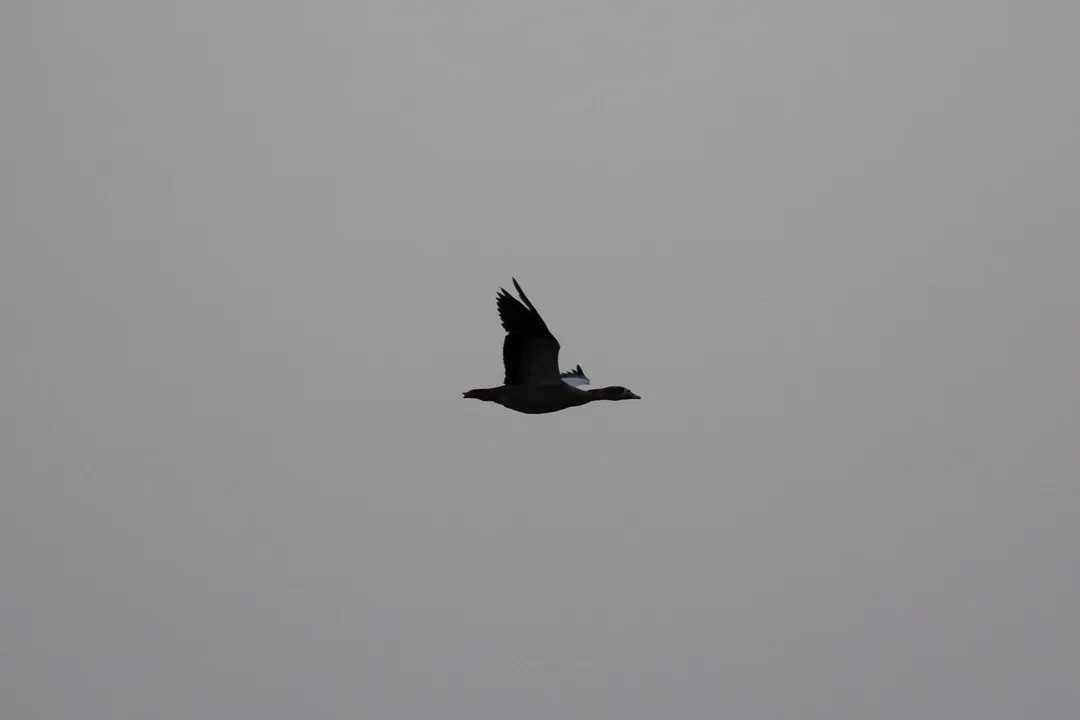 A photograph titled Goose