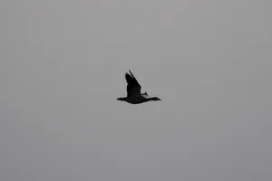 A photograph titled Goose