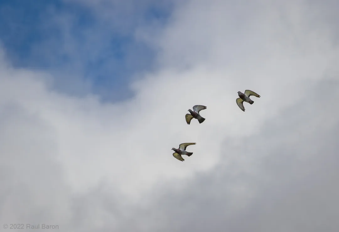 A photograph titled Pigeons