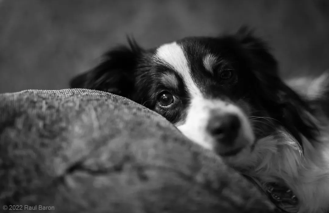 A photograph titled Chiki