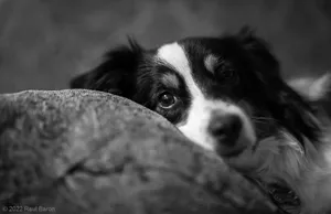 A photograph titled Chiki