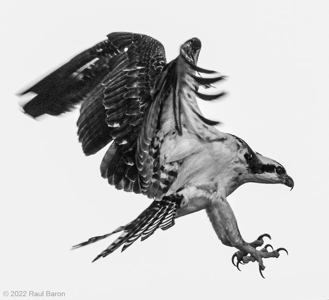 A photograph titled Osprey