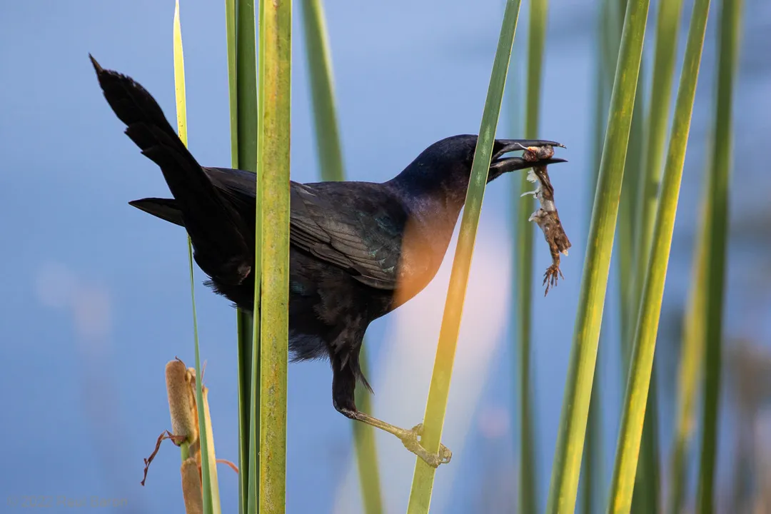 A photograph titled Grackle