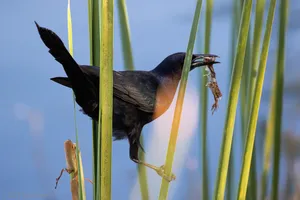 A photograph titled Grackle