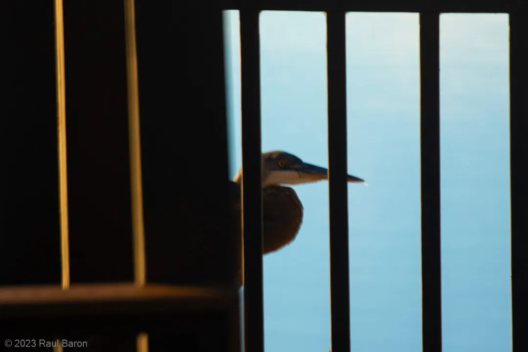 A photograph titled Heron on dock