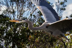 A photograph titled Great Blue Heron