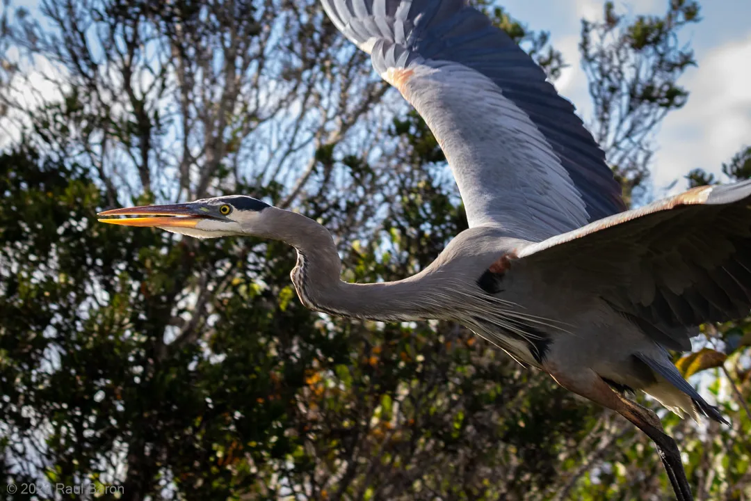 A photograph titled Great Blue Heron