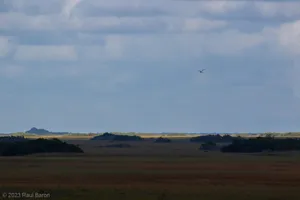 A photograph titled Everglades