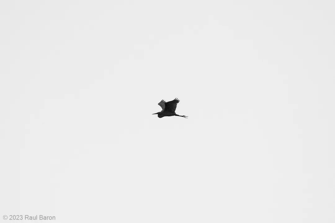 A photograph titled Heron