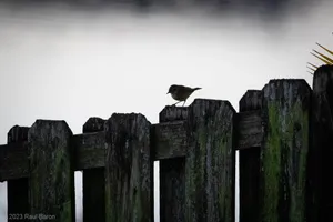 A photograph titled Palm Warbler