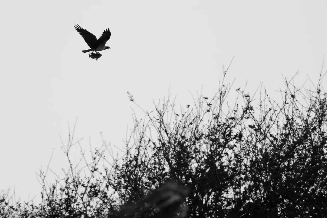 A photograph titled Catch