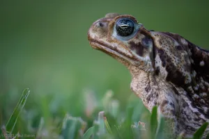 A photograph titled Toad