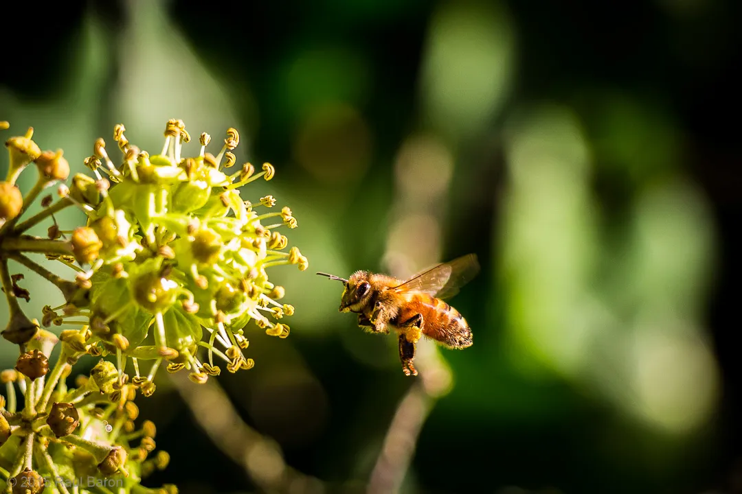 A photograph titled Bee